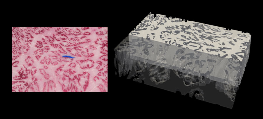 日本バイオイメージング学会