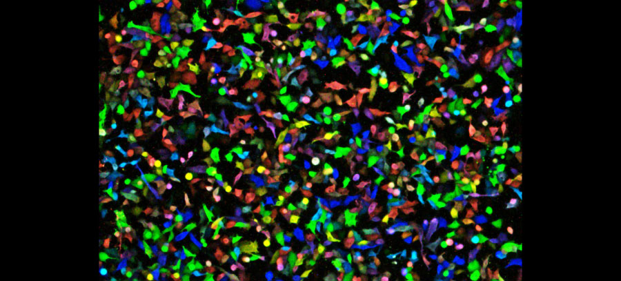 日本バイオイメージング学会